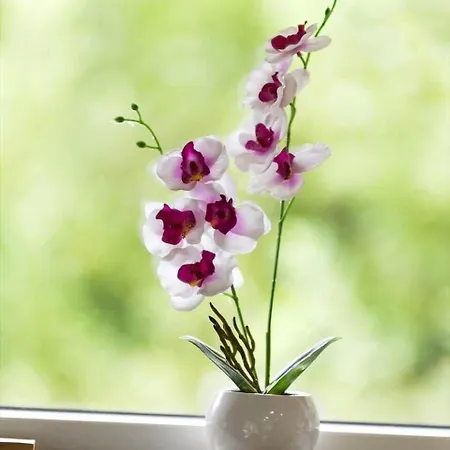 0167-romo-julianehab-12 *